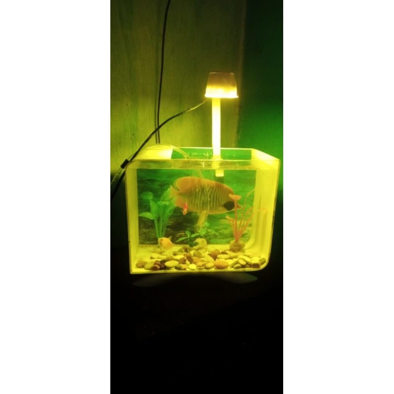 mini aquarium ketupat/ full set aquarium mini / soliter mini