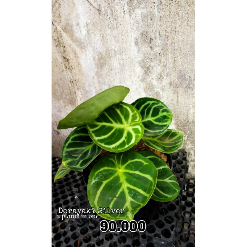 Dorayaki Silver | kuping gajah