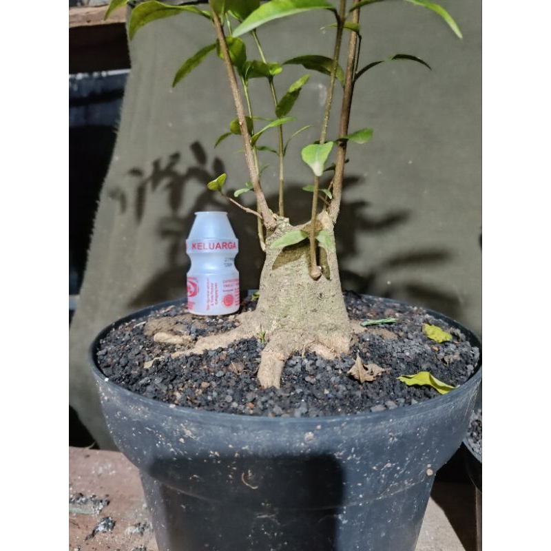 bahan anting putri prokaran