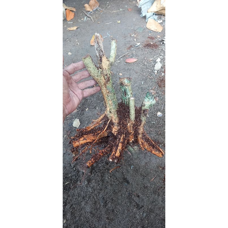 dongkelan sisir bahan bonsai fresh