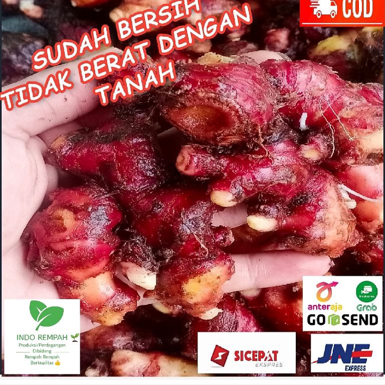 

66 Brand Jahe Merah Red Ginger Size Super 1 Kg Sudah Bersih