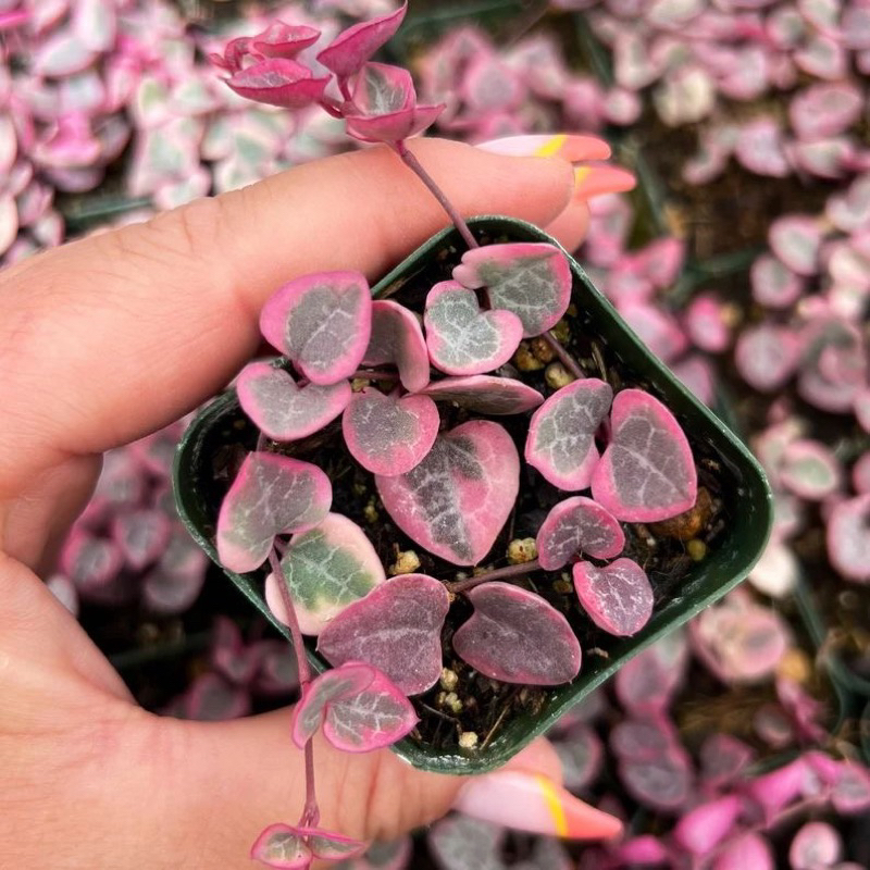 String Of Heart Variegata / SOH Variegata