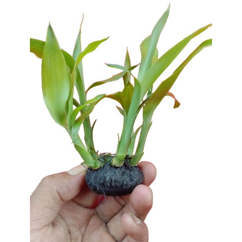 Tanaman air aquascape bambu hoki media wabikusa