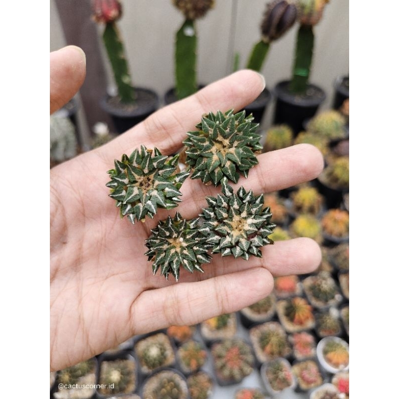 Kaktus premium ariocarpus kotschoubeyanus elephantidens