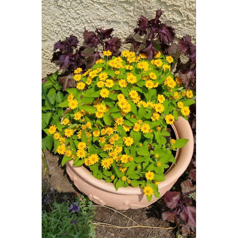 Tanaman hias bunga matahari-(tanaman hidup-bunga matahari-bunga hidup murah-benih-bunga hias matahar