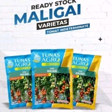 BENIH TOMAT MALIGAI F1 TAHAN VIRUS BUAH LEBAT