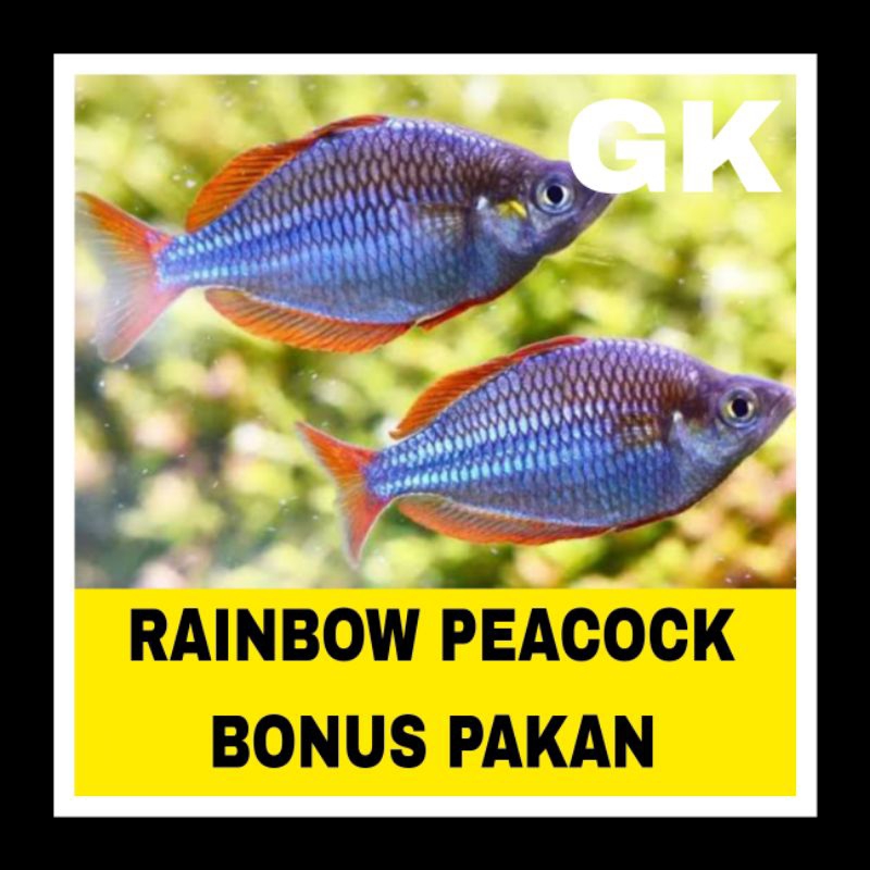 IKAN RAINBOW PEACOCK HIASAN AQUARIUM