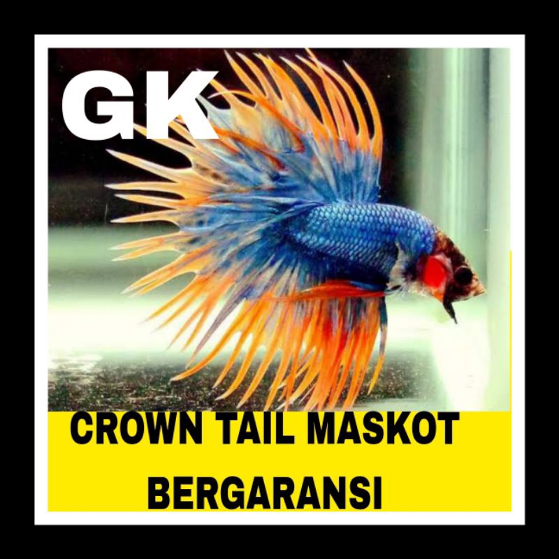 IKAN CUPANG CROWNTAIL MASKOT isi 5  bonus pakan bergaransi