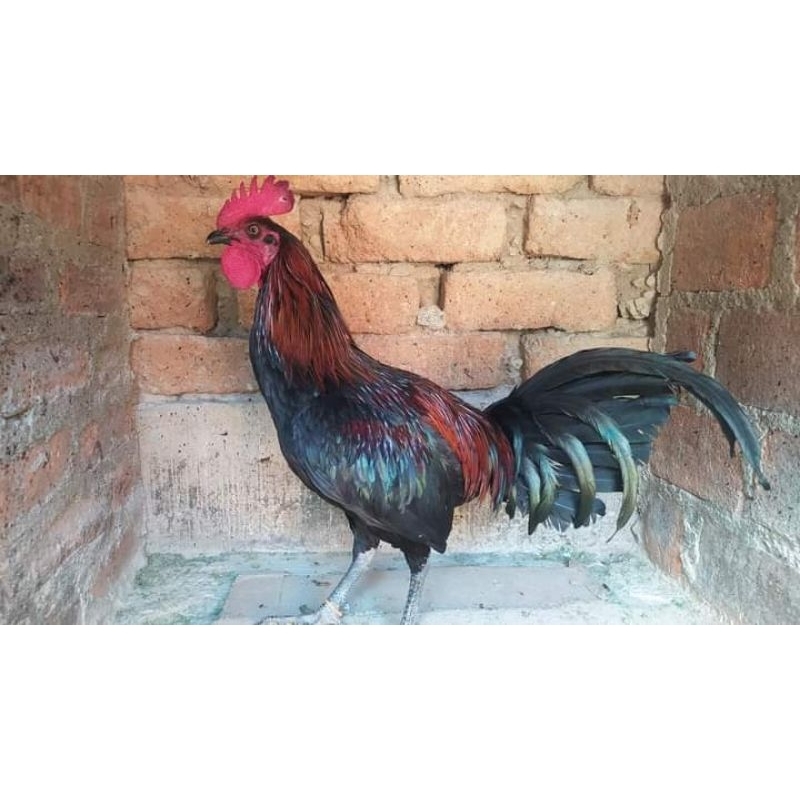 

telur ayam fertil ak 39 paket 4 butir