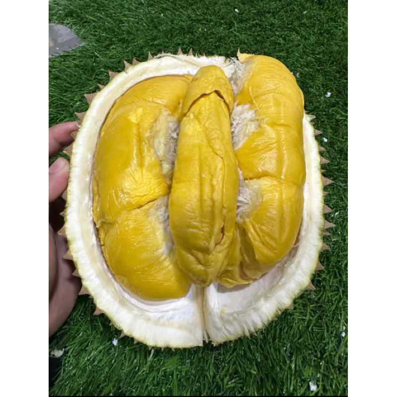 Durian Musang king Utuh Kupas Bandung montong daging tebal biji kecil legit manis pahit