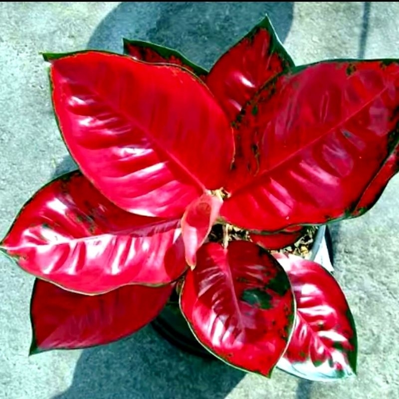 Tanaman Hias Aglonema Suksom Batik Tri Color/ Tanaman Hias Aglaonema Suksom Batik Tri Color/ bibit /