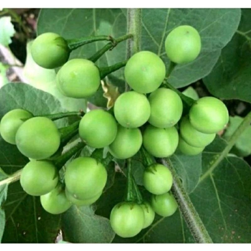 

pokak 1 kg