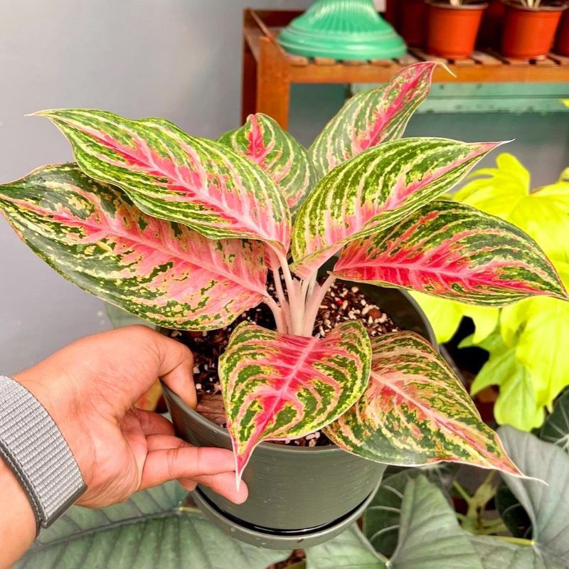 PROMO Aglonema Buterfly Mutasi - Tanaman hias aglaonema Buterfly Mutasi - Bunga hidup // Bunga Hias 