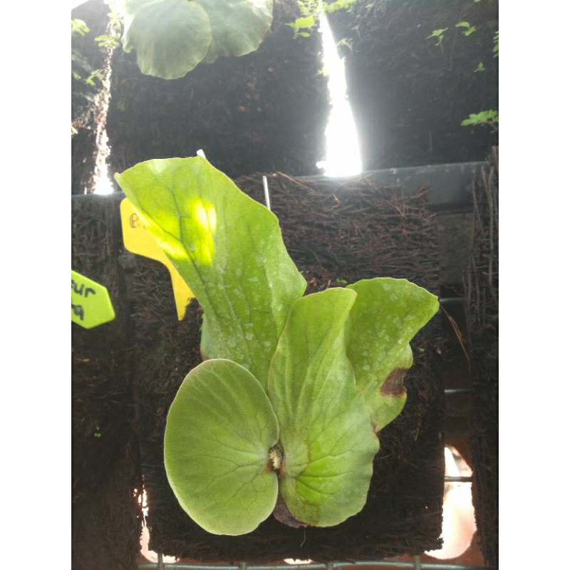 platycerium/ simbar elephantotis hijau rawatan