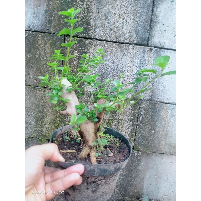 bahan bonsai sancang prospek