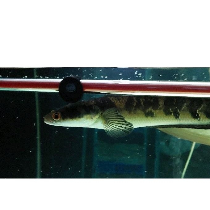 ikan channa ys maru 28cm up