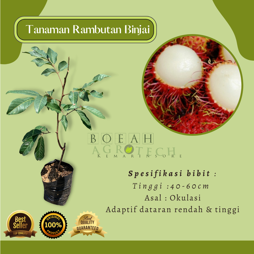 Bibit Rambutan Binjai/Tanaman Rambutan Binjai