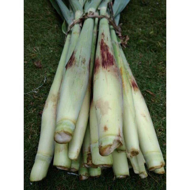 

Terubuk,turubuk,telor tebu,sayuran turubuk 1kg