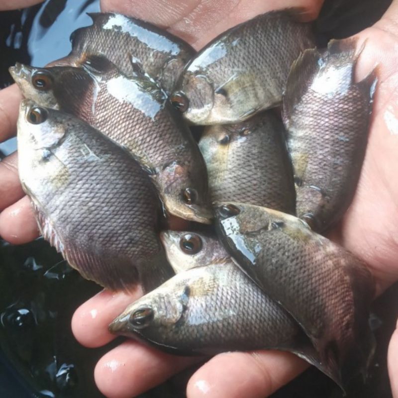BIBIT IKAN GURAME