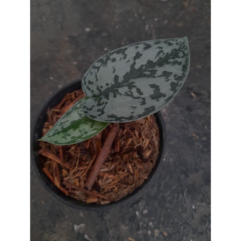 scindapsus silver lady