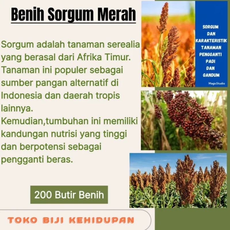BIJI BENIH TANAMAN SORGUM MERAH BIOGUMA (REPACK)