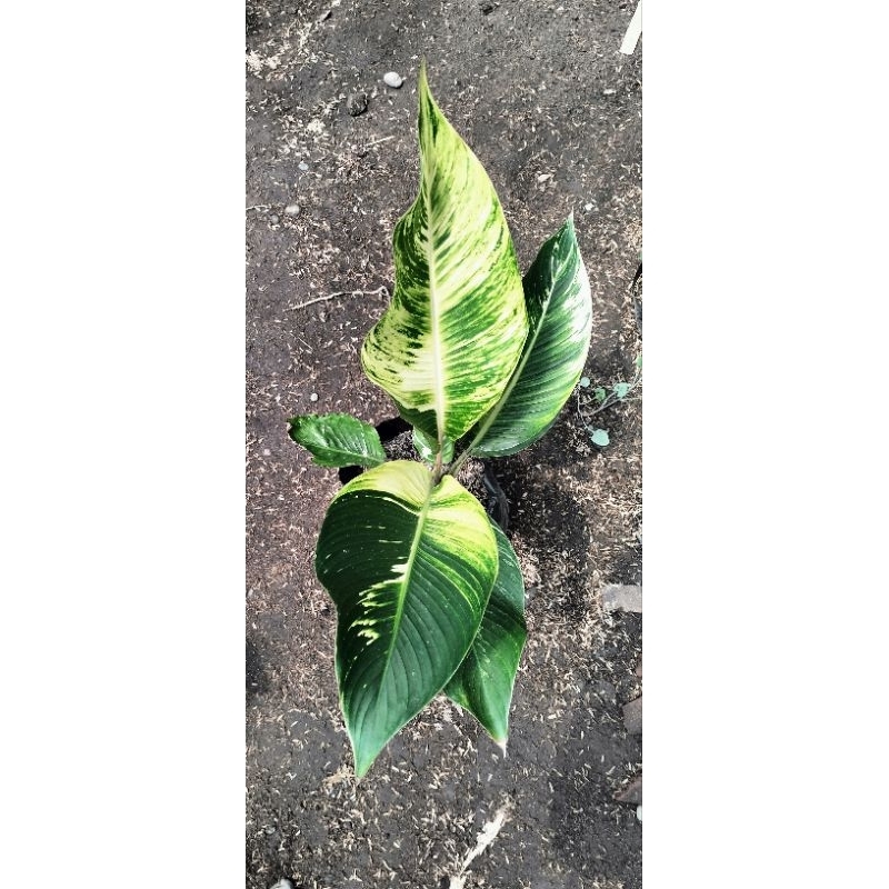 pisang varigata kuning