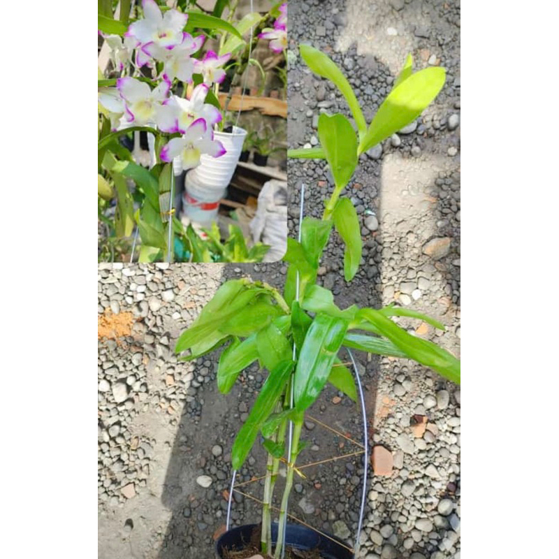 ANGGREK NOBILE DEWASA