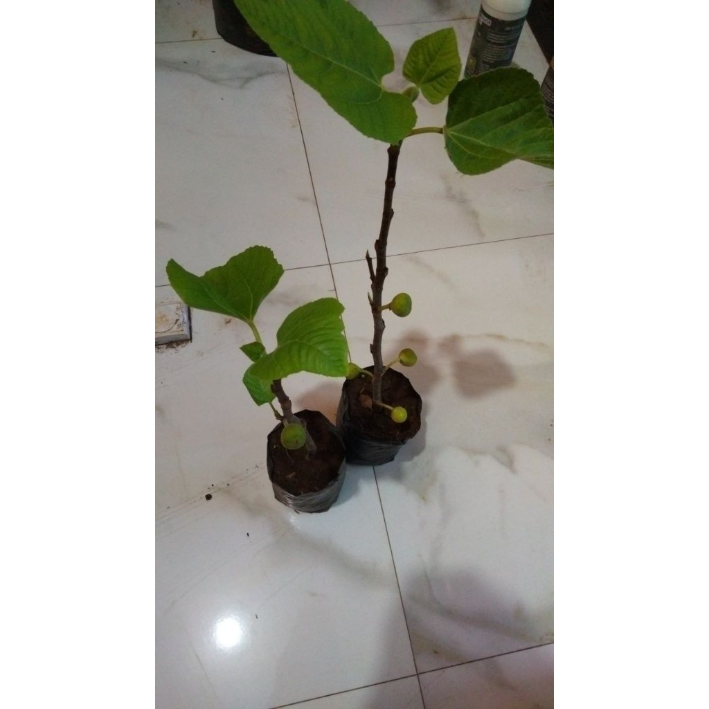 BIBIT BUAH TIN SUDAH BERBUAH SPESIAL LIVE