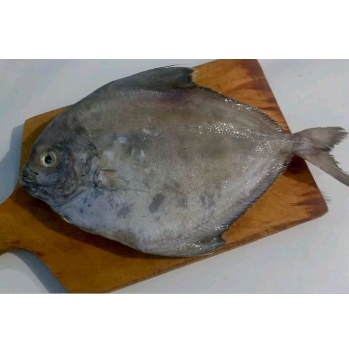 

Ikan Bawal Laut EKORAN- Pal Merah Jakarta Barat