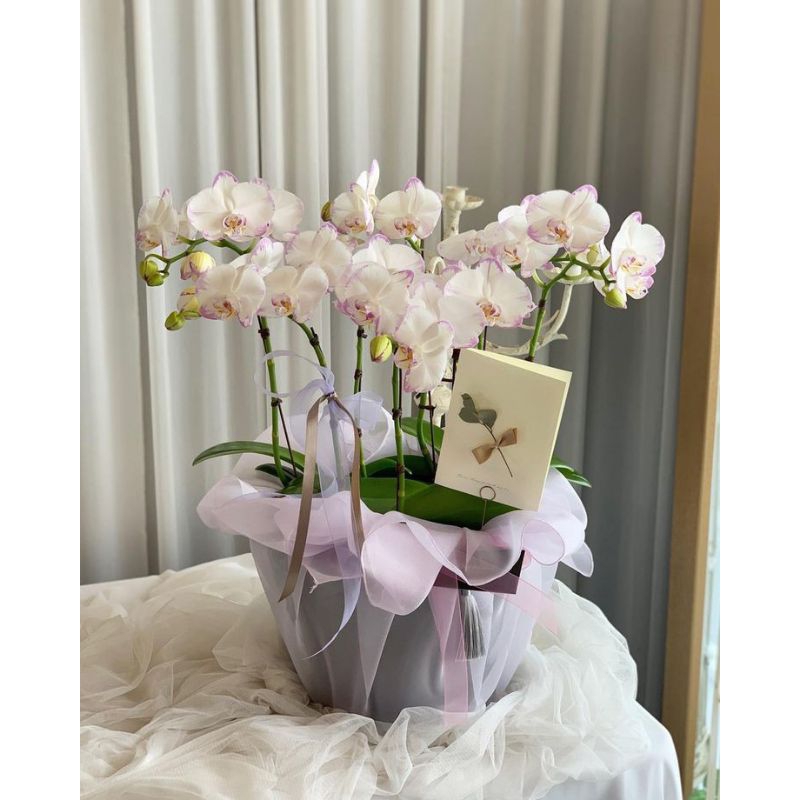 Anggrek Dendrobium (WHITE)- Tanaman Hias Bunga Anggrek Dendro-Rumah tanaman hidup-bunga hias hidup murah