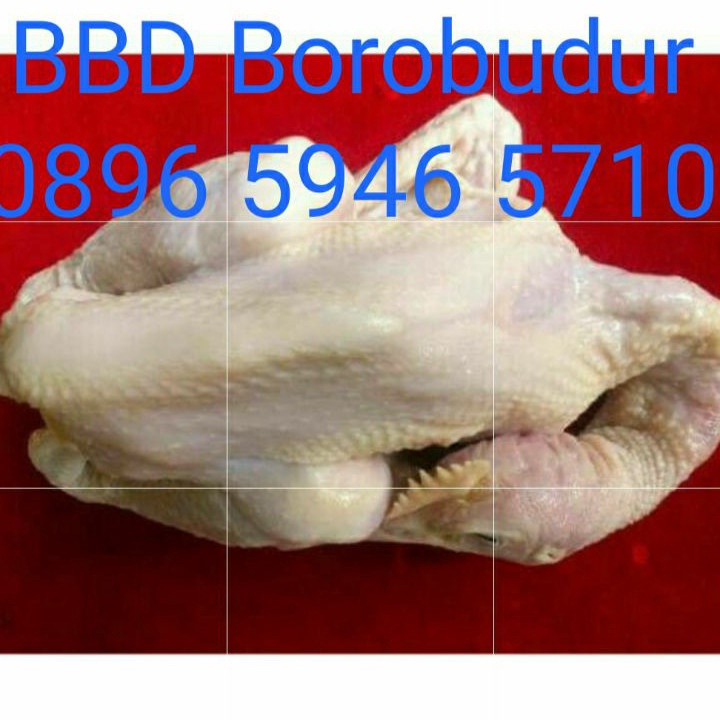 

ORIGINAL Ayam Pejantan berat hidup bersih komplit