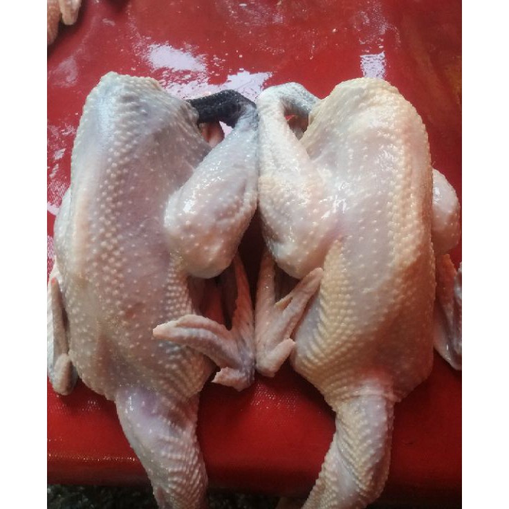 

Terlaku Ayam Kampung Fresh 11 gr Berat Hidup