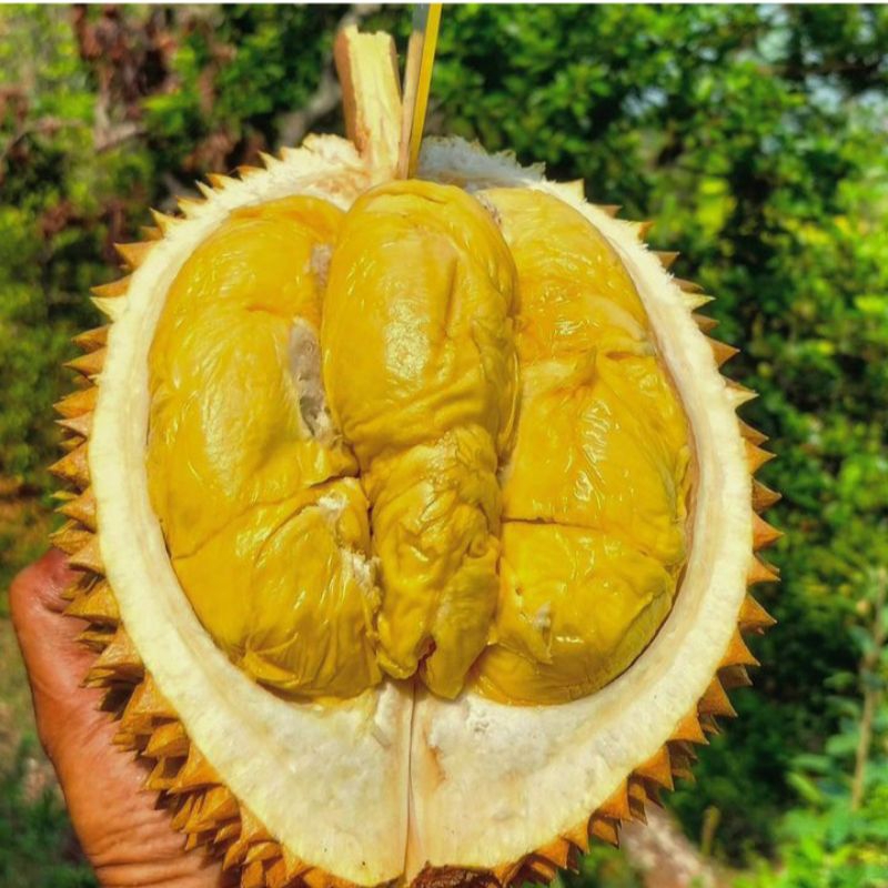 bibit durian Super Tembaga