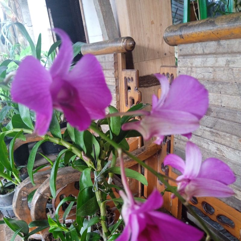 ANGGREK DENDROBIUM NO ID // DENDROBIUM DEWASA // ANGGREK MURCE