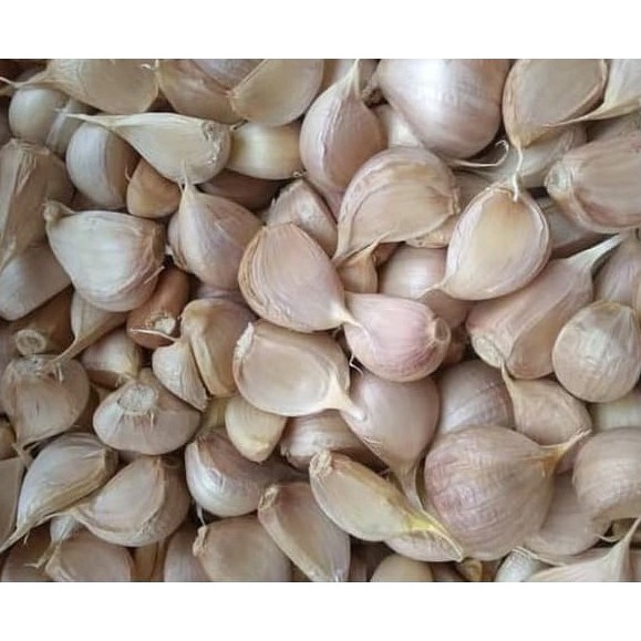 

PALING AMPUH Bawang Putih Kating Bersih 5 gr