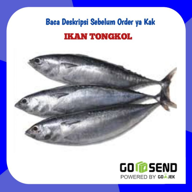 

Ikan Tongkol Fresh 500gram 1 kg - Sayur Sayuran Segar Palembang