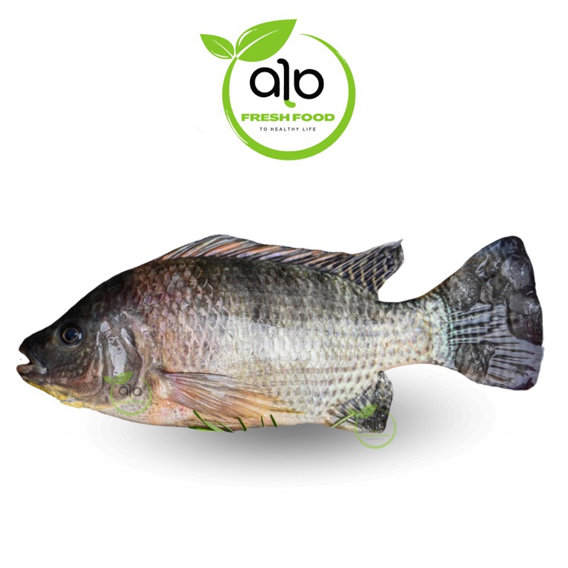 

Ikan Nila Toba 1 ekor 800 - 1000gr Medan - ALO Fresh food