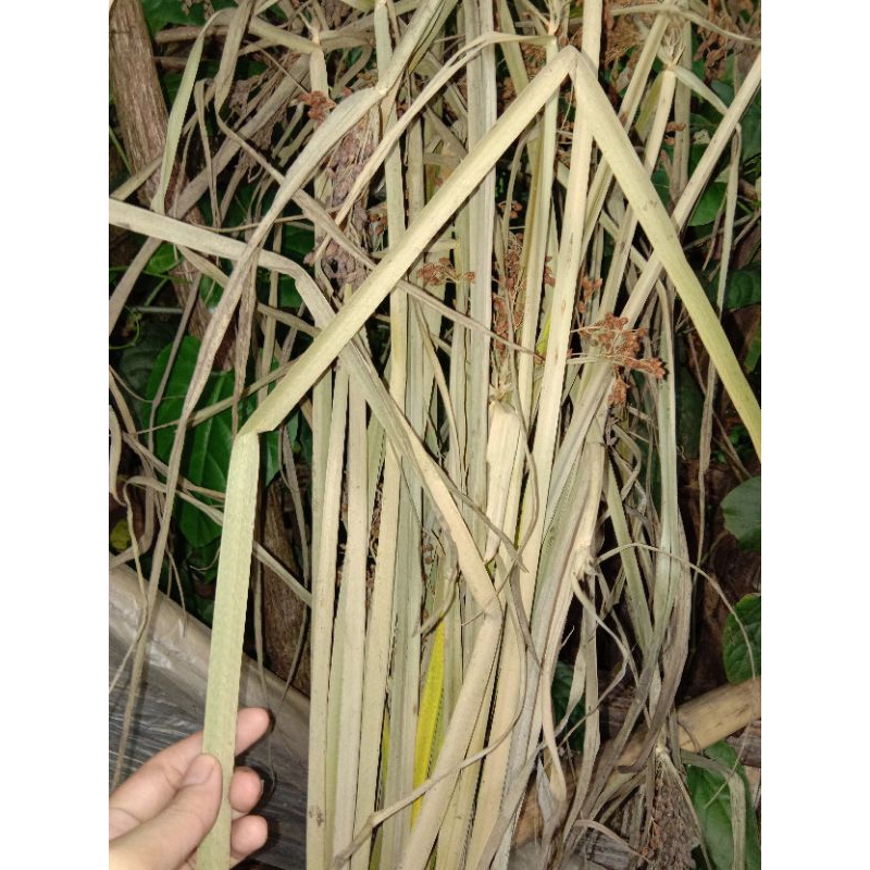 Tali Wlingi 100cm ECO Friendly Sustainable Ramah Lingkungan