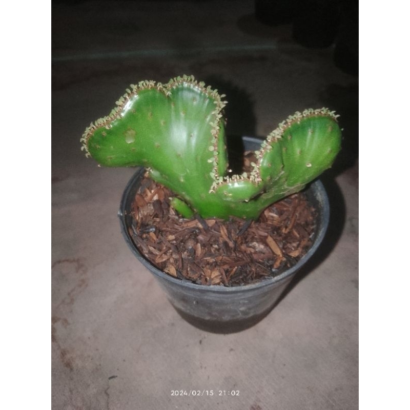 euphorbia aluaudii oncolada