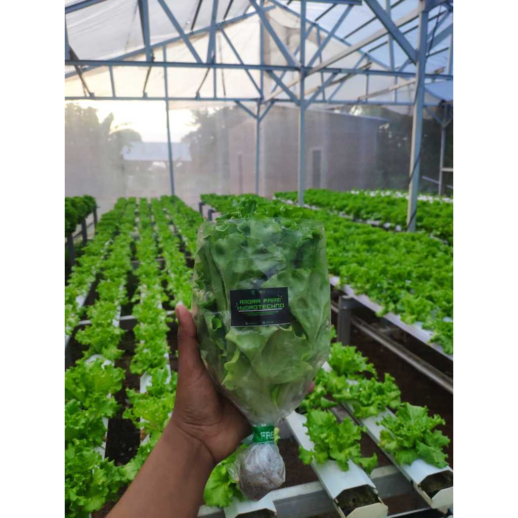 

Selada Hidroponik (100gram)