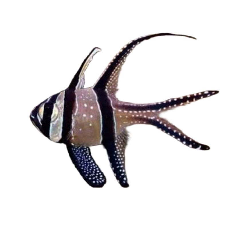 ikan hias air laut capungan