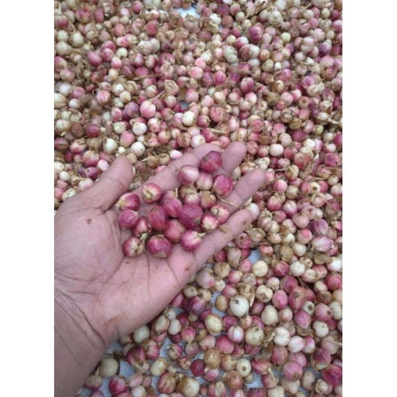 

Cod Buah rempah kapulaga kapol kapolaga segar basah terbaik 250gr fresh organik baru petik