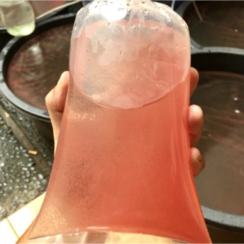 Pakan Ikan Hias Kutu air moina sp / Pakan Ikan cupang