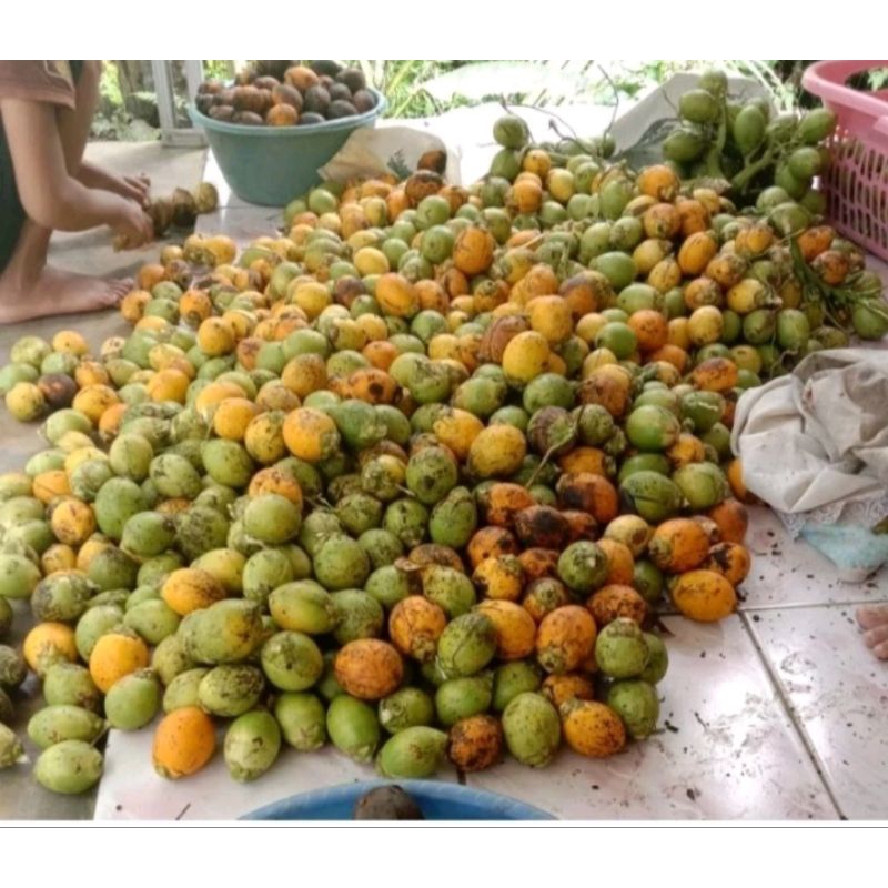 

buah jebug jambe tua 1kg