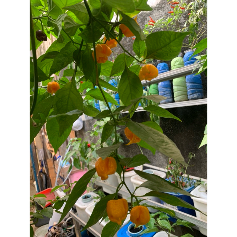 

jual buah bhut jolokia red