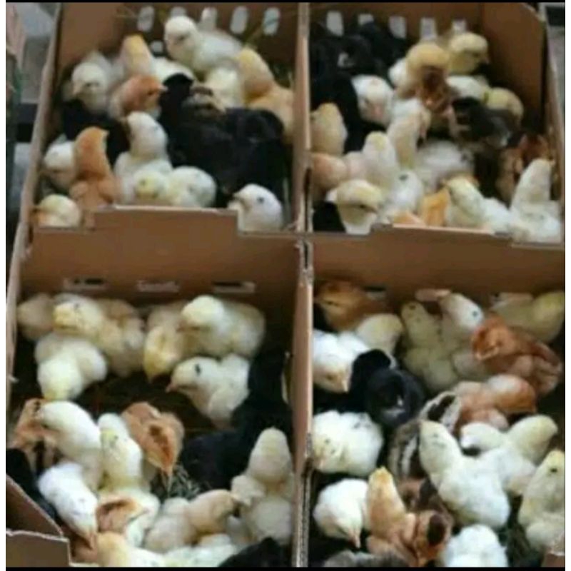 Doc Ayam Kampung Joper Agro Lestari - Beli 15 Free 1