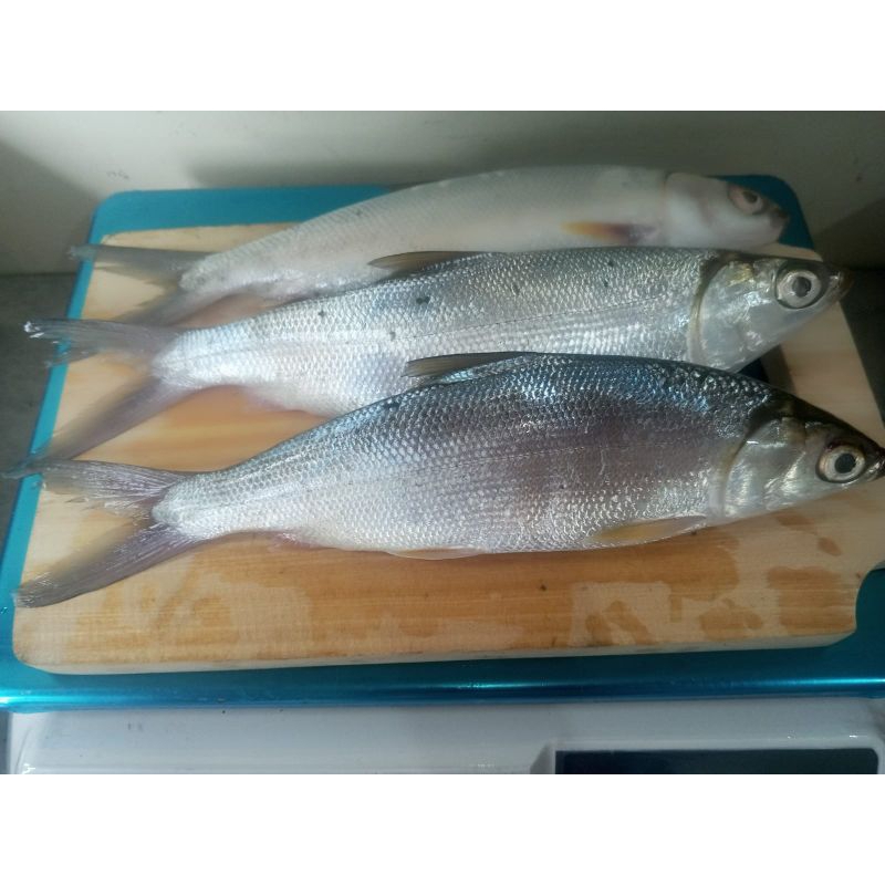 

ikan bandeng fresh 1kg (3-4 ekor)