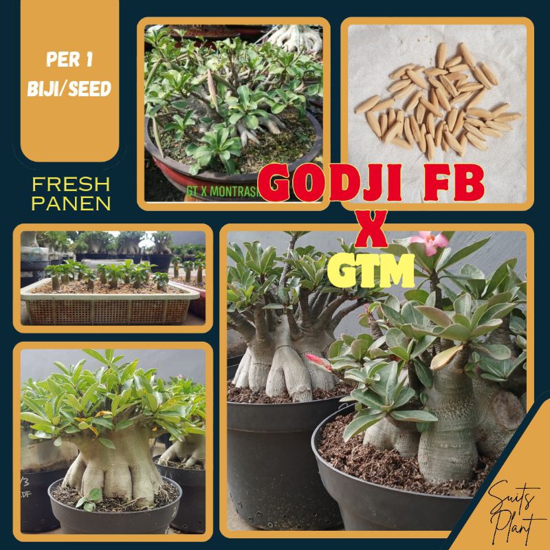 Benih Biji Seed Adenium Arabicum Hybrid i.d Godji Fat Black x Golden Tank Montrasiam ( G FB x GTM ) / Arabicum Black Series