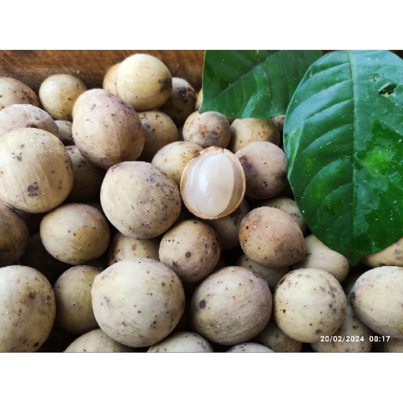 

Buah Duku (Fresh)