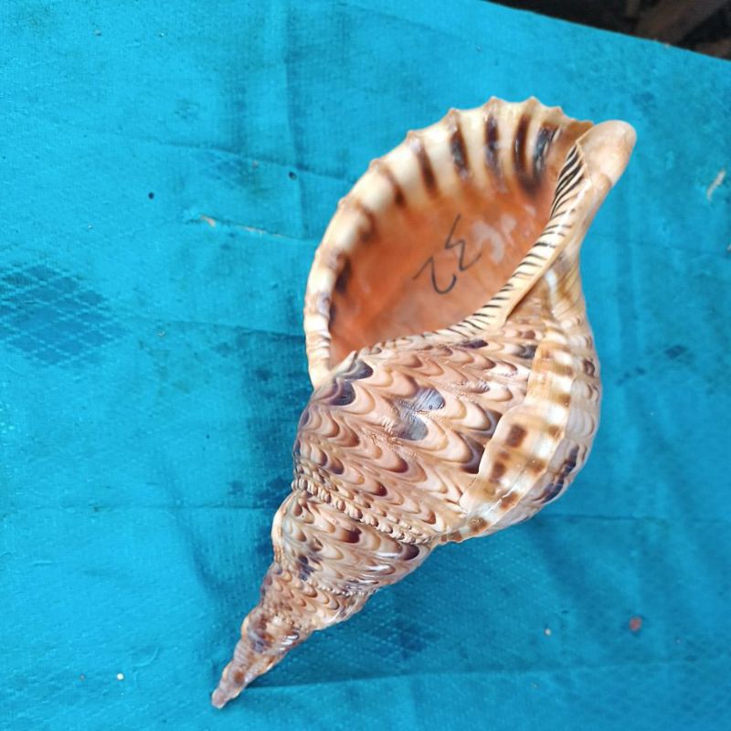 cangkang kerang  Triton  pajang 32cm